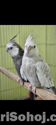 Cockatiel Running pair